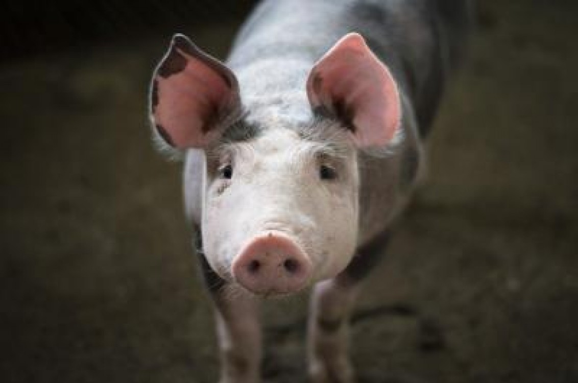 Proiectele orientate catre reproductia porcina si bovinele pentru lapte vor primi punctaje suplimentare in cadrul Masurii 121