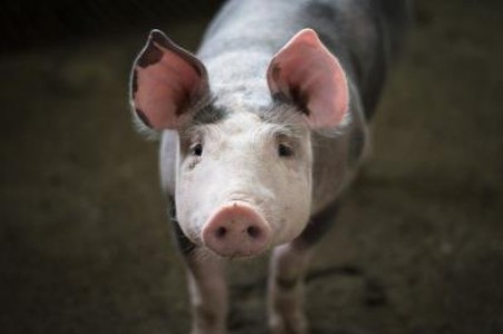 Peste 16.000 de porci, infectati cu PPA in doar 7 zile