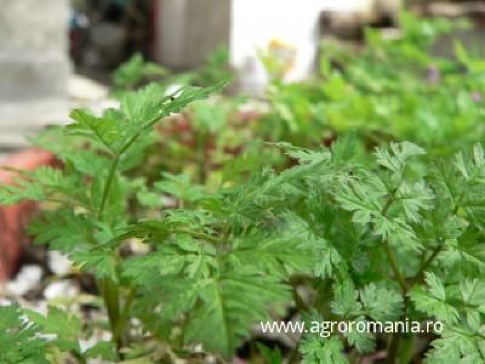 Politicienii europeni iau in calcul protejarea resurselor genetice din flora tarilor aflate in curs de dezvoltare