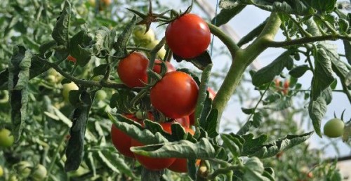 Plafon de 87 de mii de euro alocat masurilor de sprijin in sectorul vegetal. Legumicultorii primesc cei mai multi bani