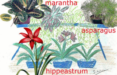Amenajarea balconului. Cum foloseşti Hippeastrum, asparagus, maranta