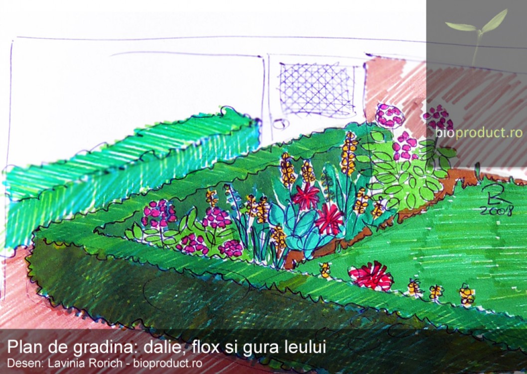 Plan de grădină simplu și colorat: O grădina cu flox, dalie și gura leului