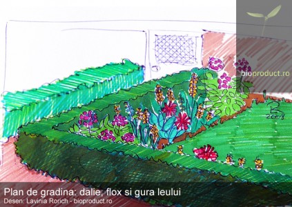 Plan de grădină simplu și colorat: O grădina cu flox, dalie și gura leului