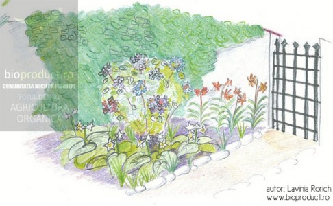 Plan de grădină oferit de BIOPRODUCT: Hortensii, crini, iedera. Scapă de arşiţa verii!