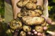 Propunerea fermierilor: Plan National Strategic pentru Cartof