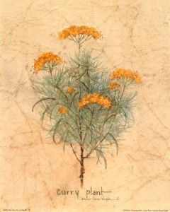 Colţul cu plante romatice: Planta Curry - Helichrysum italicum