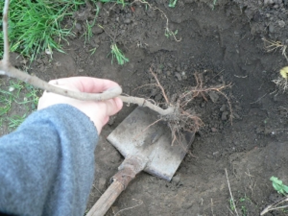 Sfaturile AgroRomania: Stai la curte? Pregateste-ti gradina pentru iarna