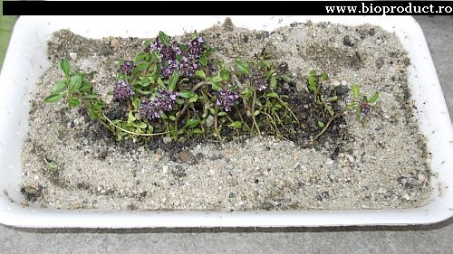 Cum se planteaza cimbrisorul (thymus serpyllum) - vas, substrat, ingrijire