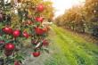 Taierea pomilor fructiferi si intretinerea plantatiei 