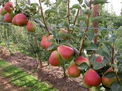 Fertilizarea si lucrarile solului in cultura parului