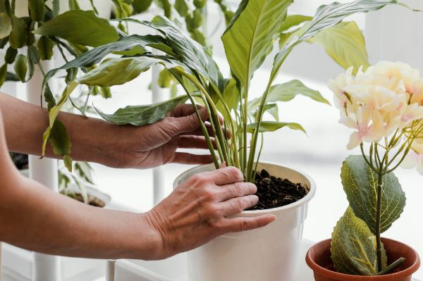 Cum se ingrijesc plantele de apartament in sezonul rece
