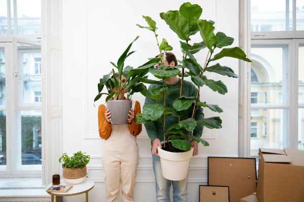 Ingrijirea de primavara a plantelor de apartament