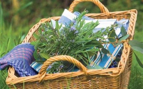 Hornbach: Romanii, tot mai interesati de cultivarea plantelor aromatice si medicinale