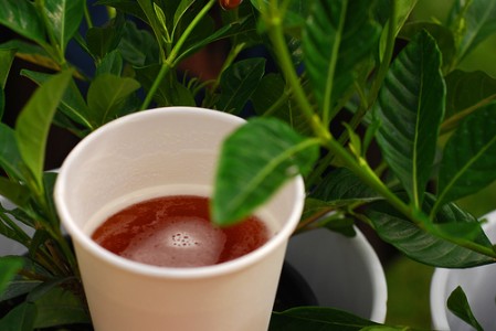 Demontăm o legendă urbană: NU este bine să uzi plantele cu bere