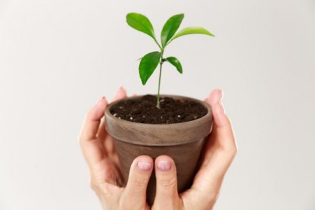 Plante de apartament care protejeaza sanatatea