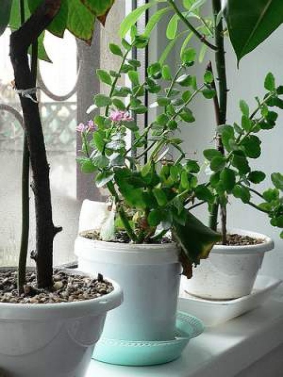 Practic pentru casa ta. Plantele de pe pervaz si ferestrele de tip termopan