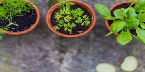 Plante in ghiveci. Conditii de temperatura