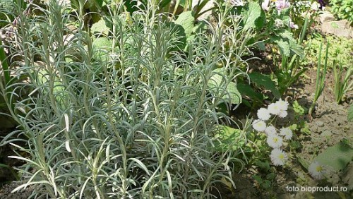 Idei de Afaceri: O afacere cu desfacere garantata - Plante Medicinale si Aromatice in sistem ecologic