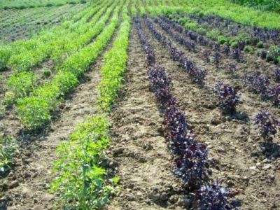 MADR modifica reglementarile din domeniul prelucrarii, procesarii si comercializarii plantelor medicinale si aromatice