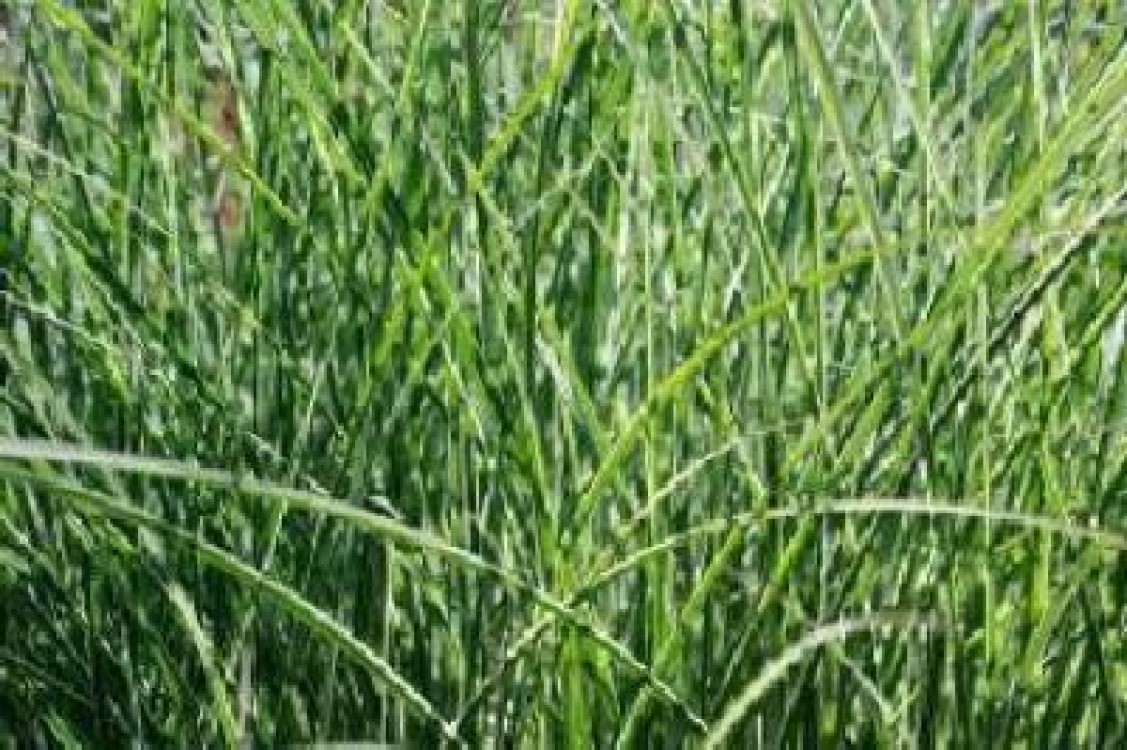 Lege referitoare la cultivarea plantelor modificate genetic, data spre promulgare