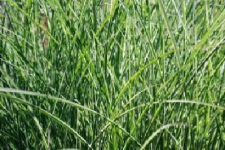 Lege referitoare la cultivarea plantelor modificate genetic, data spre promulgare