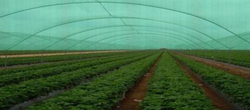 PLASA DE UMBRIRE SI SCHIMBARILE CLIMATERICE - CE NE POATE OFERI ACEAST ACCESORIU IN PRODUCTIA DE LEGUME