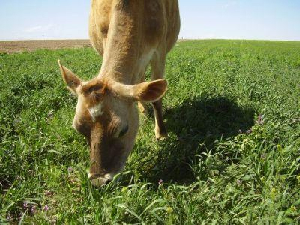 Cand plateste APIA urmatoarea transa de bani catre crescatorii de animale