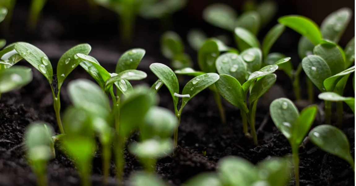 Furtunul potrivit pentru o recolta bogata. Sfaturi pentru micii fermieri