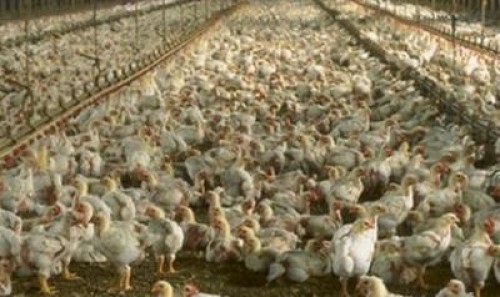 Adeverinte APIA pentru beneficiarii sprijinul pentru bunastarea animalelor