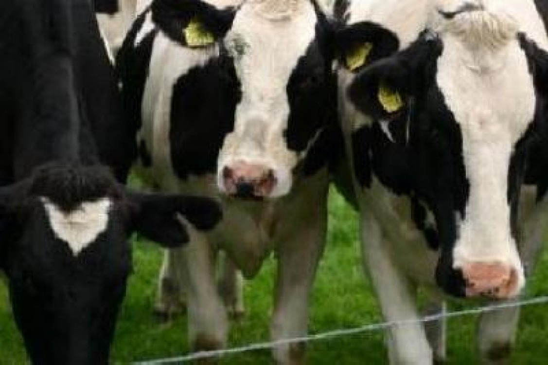 Concluzii in urma intalnirii reprezentantilor MADR cu crescatorii de bovine