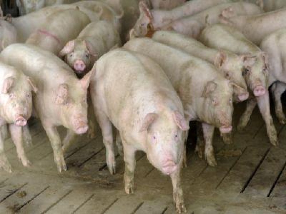 Romania, recunoscuta oficial ca tara libera de pesta porcina