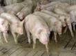 In ce conditii se acorda despagubiri pentru pesta porcina africana