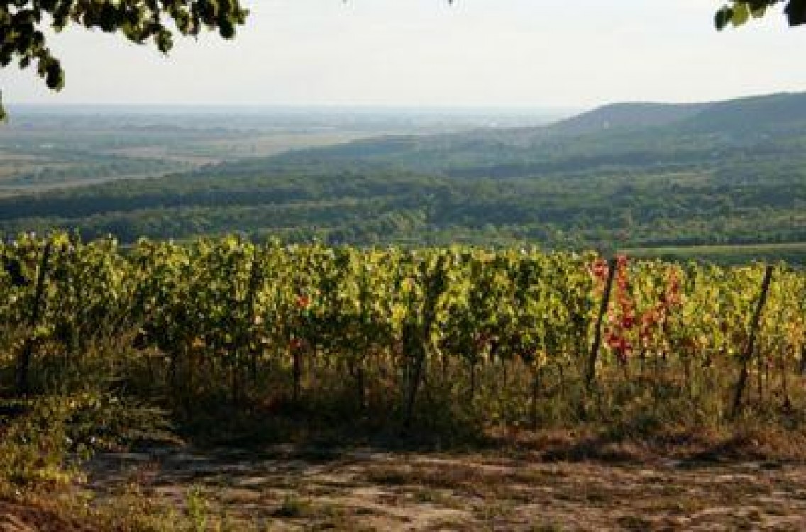 Cultivatorii de vie din judetul Satu Mare si-au facut asociatie