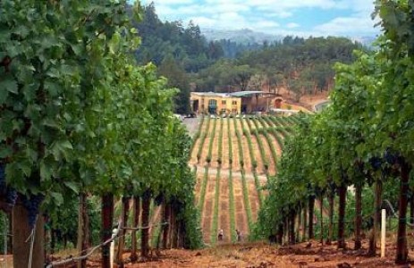 Programul National de Sprijin 2014 – 2018 pe sectorul vitivinicol: masura de promovare a vinurilor poate beneficia de cofinantare de la bugetul de stat in cuantum de 30%