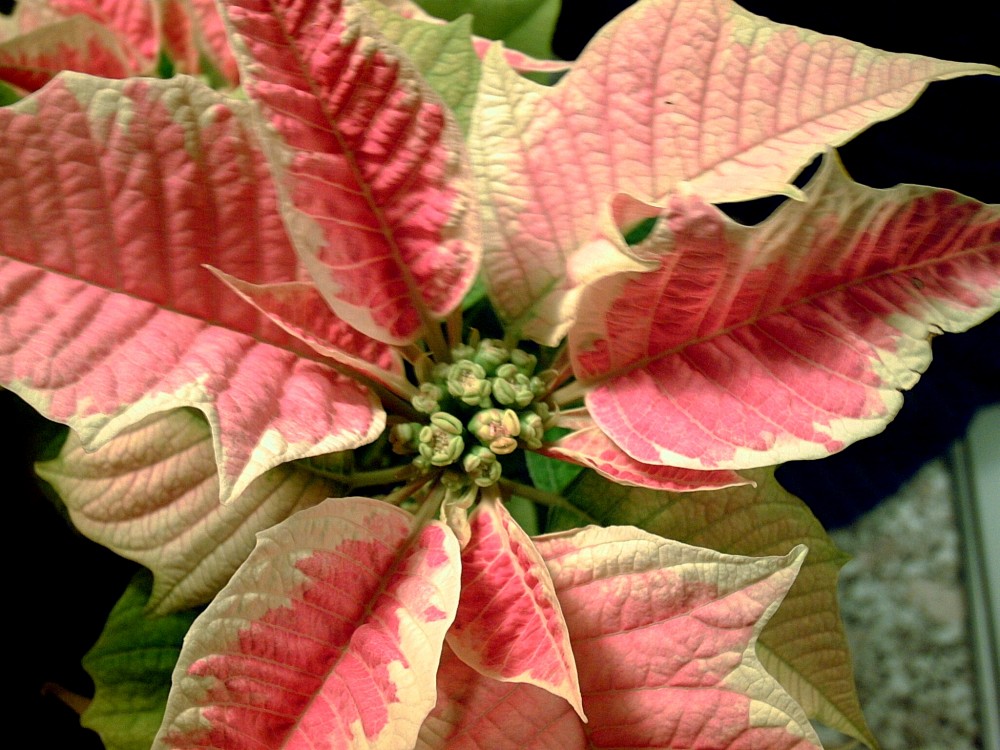 Craciunita mai este numita Poinsettia sau Steaua Craciunului. Stiintific - Euphorbia pulcherrima