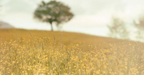 Prognoza agrometeorologica 29 Aprilie - 5 Mai 2022. Urmeaza zile calduroase, cu ploi izolate