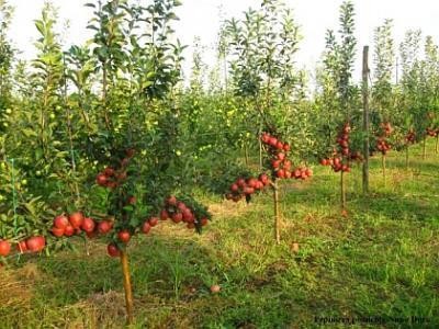 Pomicultorii prahoveni au sarbatorit Drumul fructelor