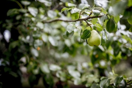 Taierea pomilor fructiferi si intretinerea plantatiei 