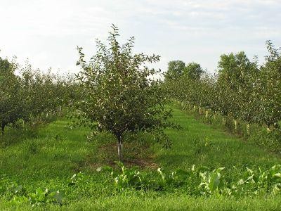 Pomi fructiferi - plantare, ingrijire, combatere daunatori