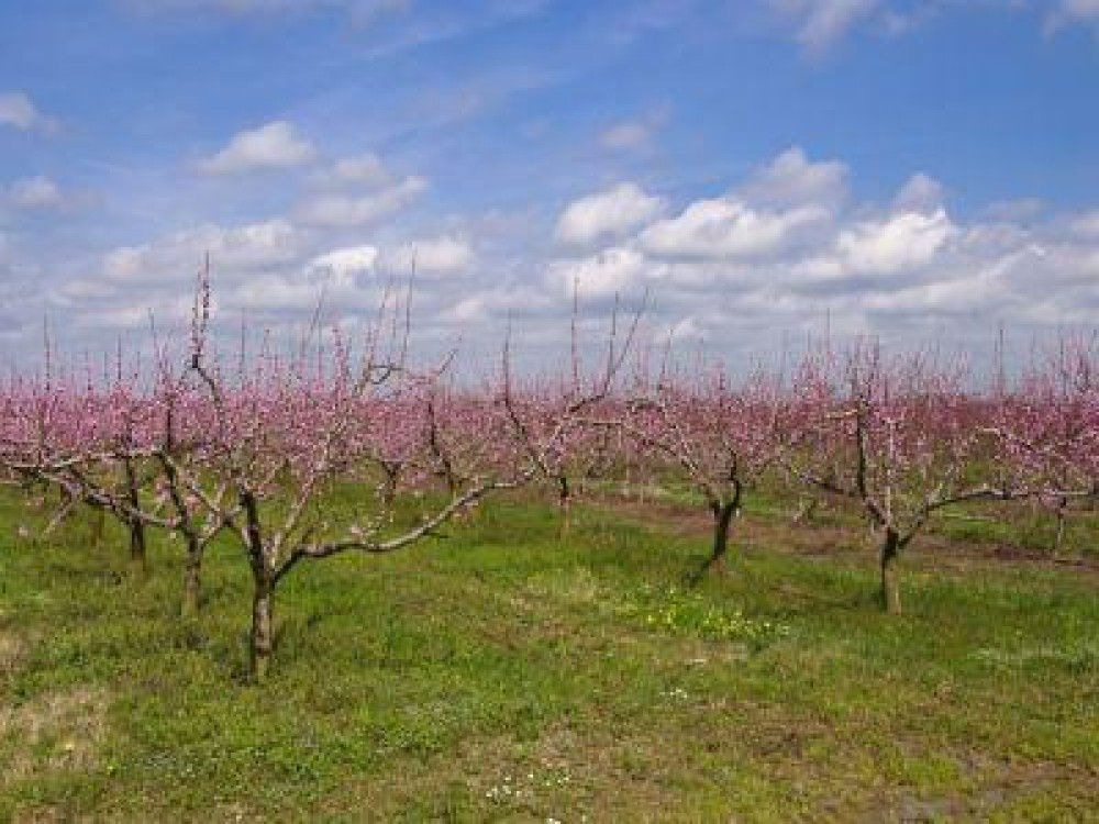 Buletin agrometeorologic pentru perioada 19-25 aprilie