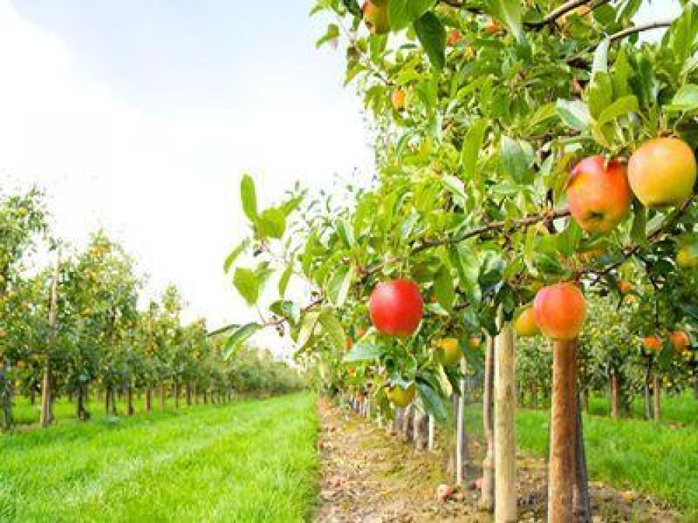 AFIR a prelungit termenul de primire a proiectelor de dezvoltare a fermelor mici si investitii in exploatatii pomicole in zona Deltei Dunarii