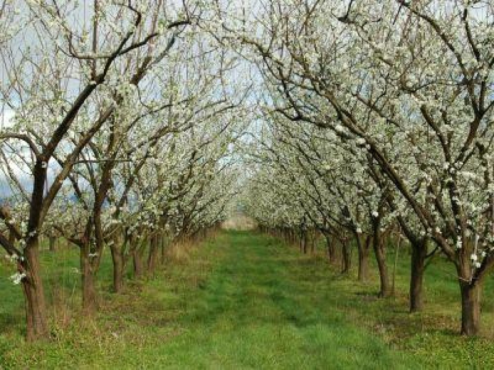 Conditii de eligibilitate pentru obtinerea de finantari destinate procesarii produselor pomicole