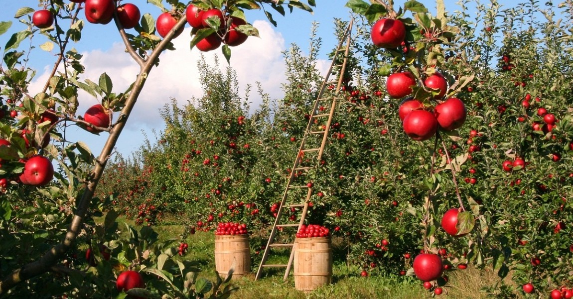 Taierea pomilor fructiferi: de ce este necesara si cum se face corect