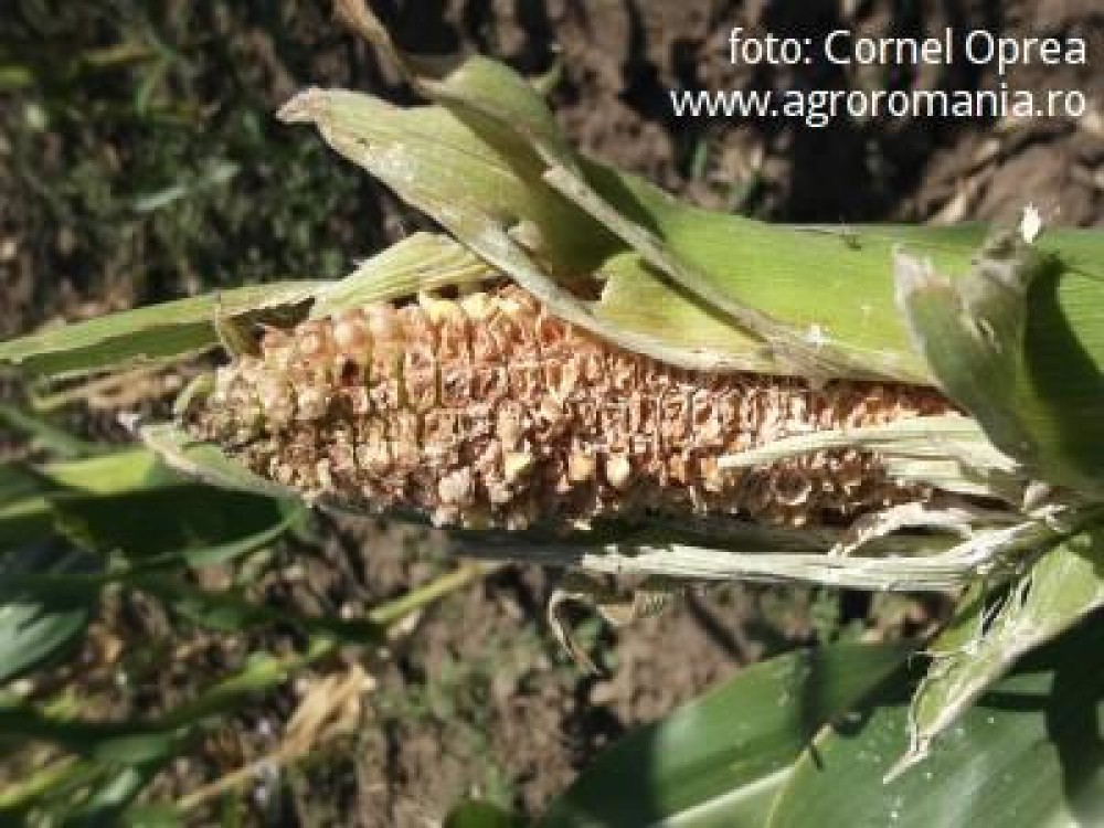 Peste 30.000 de hectare de porumb uscate complet, doar in judetul Dolj