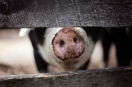 ANSVSA: Porcii NU mai pot fi crescuti in spatii improvizate in aer liber. Conditiile noi sunt draconice