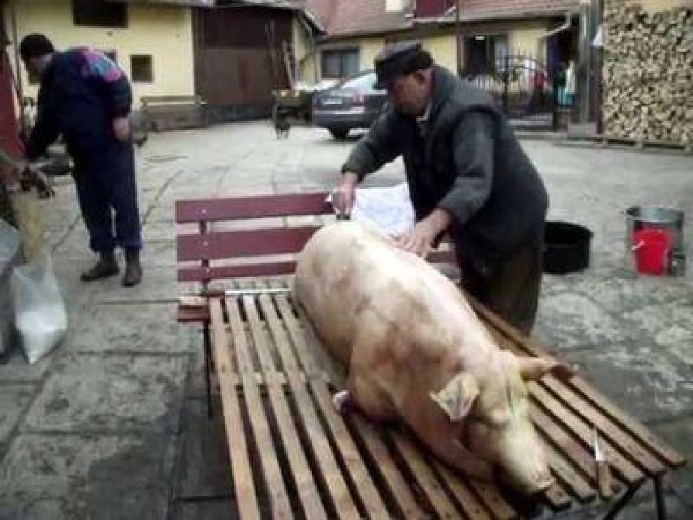 Aproape un milion de porci ajung pe mesele romanilor, de Craciun