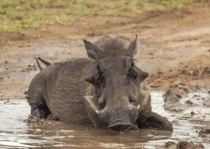 Un barbat ranit de mistret a dus la descoperirea unei partide ilegale de vanatoare