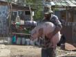 Romania va primi 50 de milioane de euro pentru despagubirea fermierilor afectati de pesta porcina africana