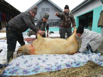 aproape-un-milion-de-porci-ajung-pe-mesele-romanilor-de-craciun