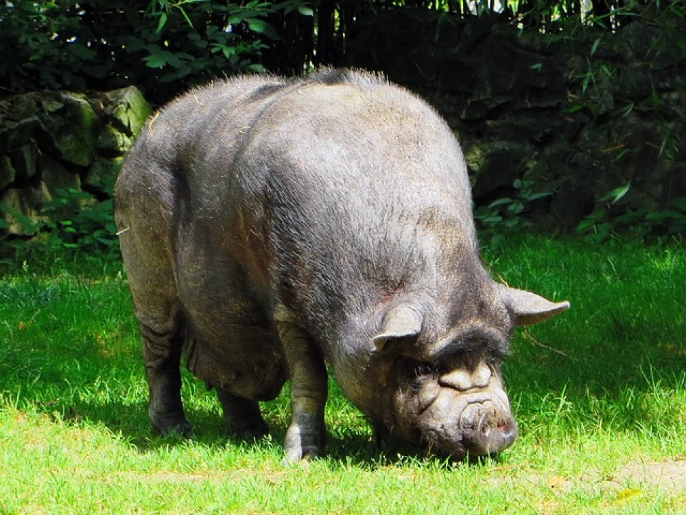 APIA: S-a deschis perioada de depunere a cererilor pentru depozitarea privata a carnii de porc